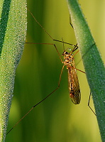 Tiplice obrovská (Tipula maxima)